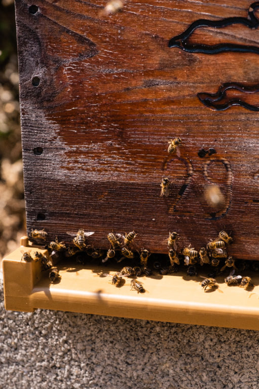 Guerlain for Bees – Why Honey Is Good for Your Skin